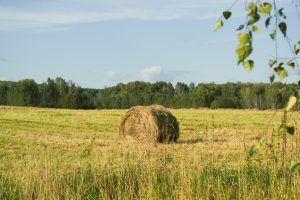 The Benefits of Investing in Timberland and Farmland