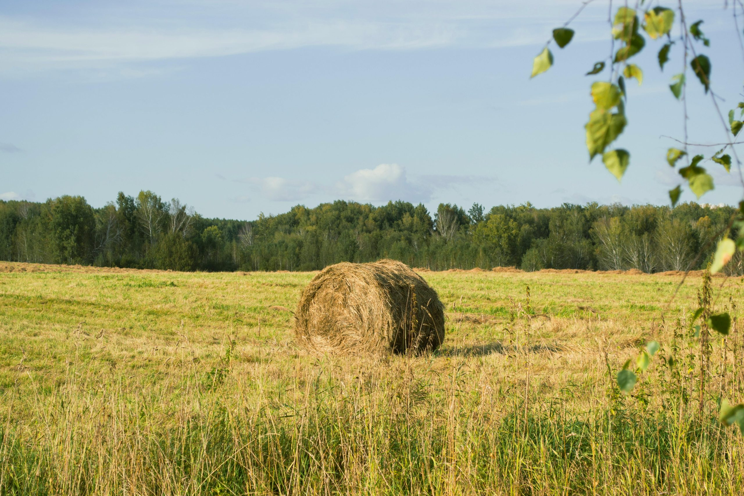 The Benefits of Investing in Timberland and Farmland