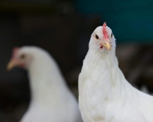 Developing an Eye for Justice