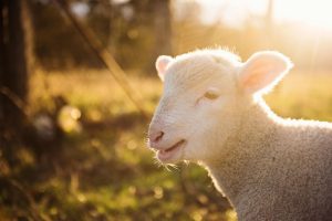 Exploring the Ethics of Animal Welfare in Fur and Wool Production